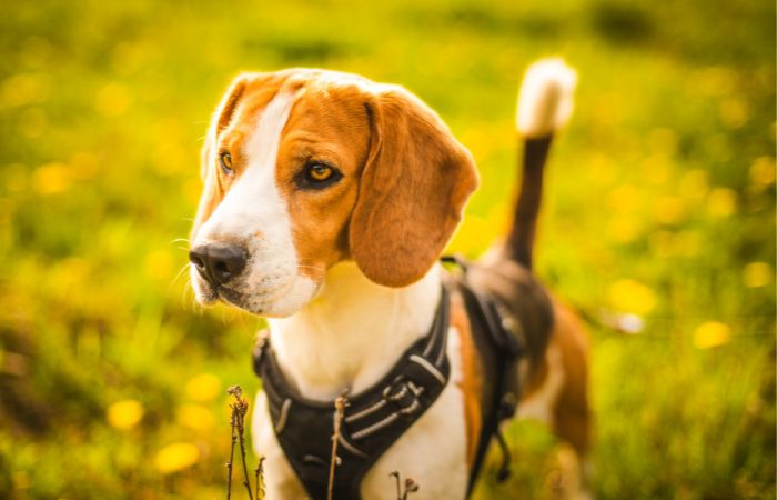best harness for basset hounds