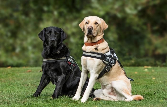 best harness for labradors