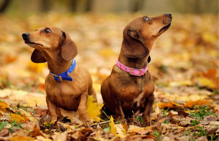 best collar for dachshunds