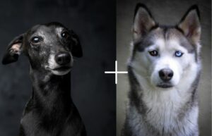 greyhound husky mix