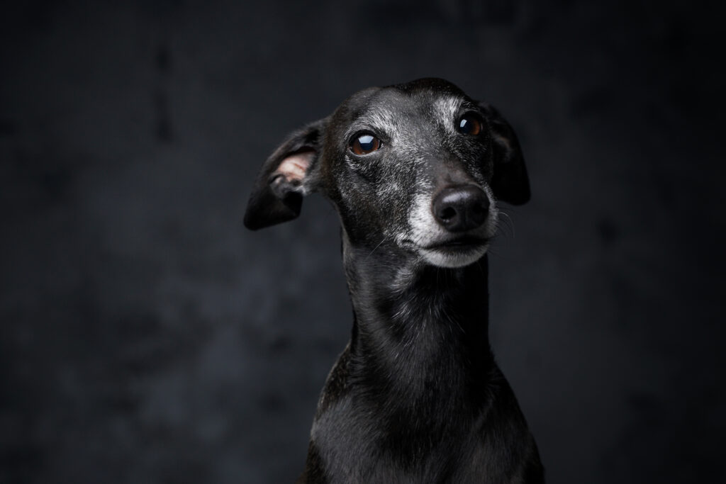 greyhound dog
